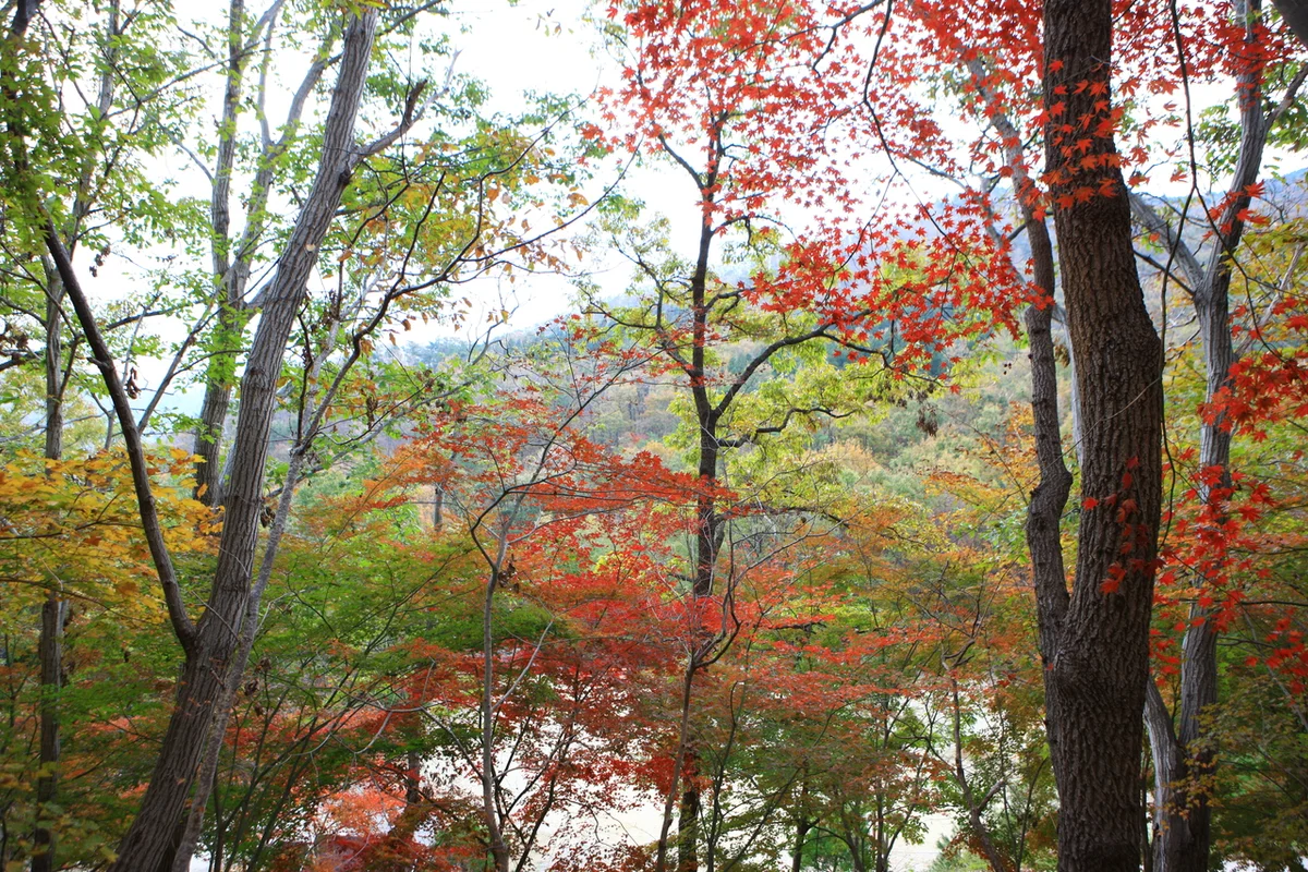 제암산자연휴양림 (보성녹차밭 짚라인) - 보성녹차밭 여행
