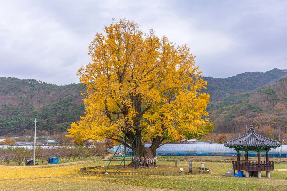황굼 곤충 체험농장 - 금산여행 여행