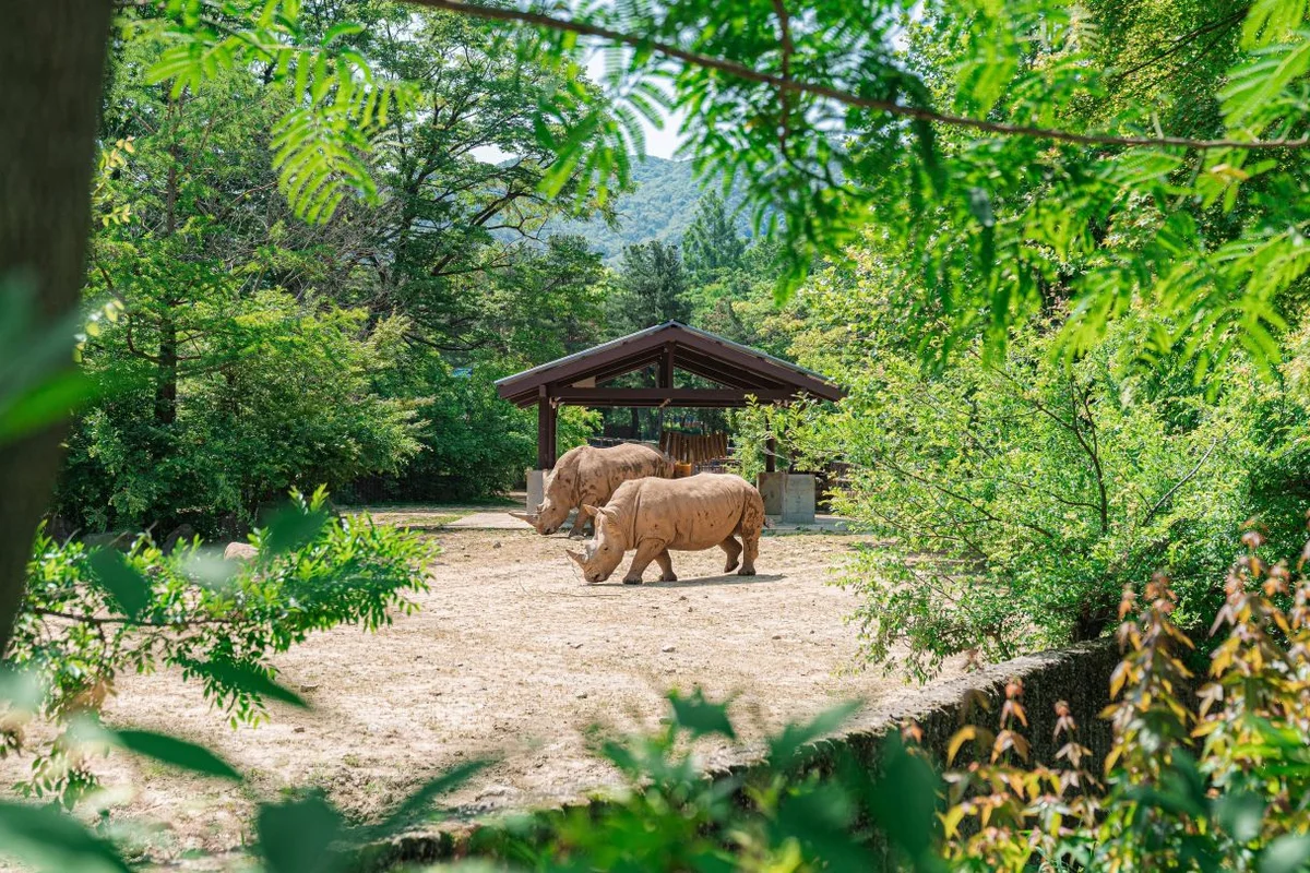 서울랜드 - 서울여행 여행