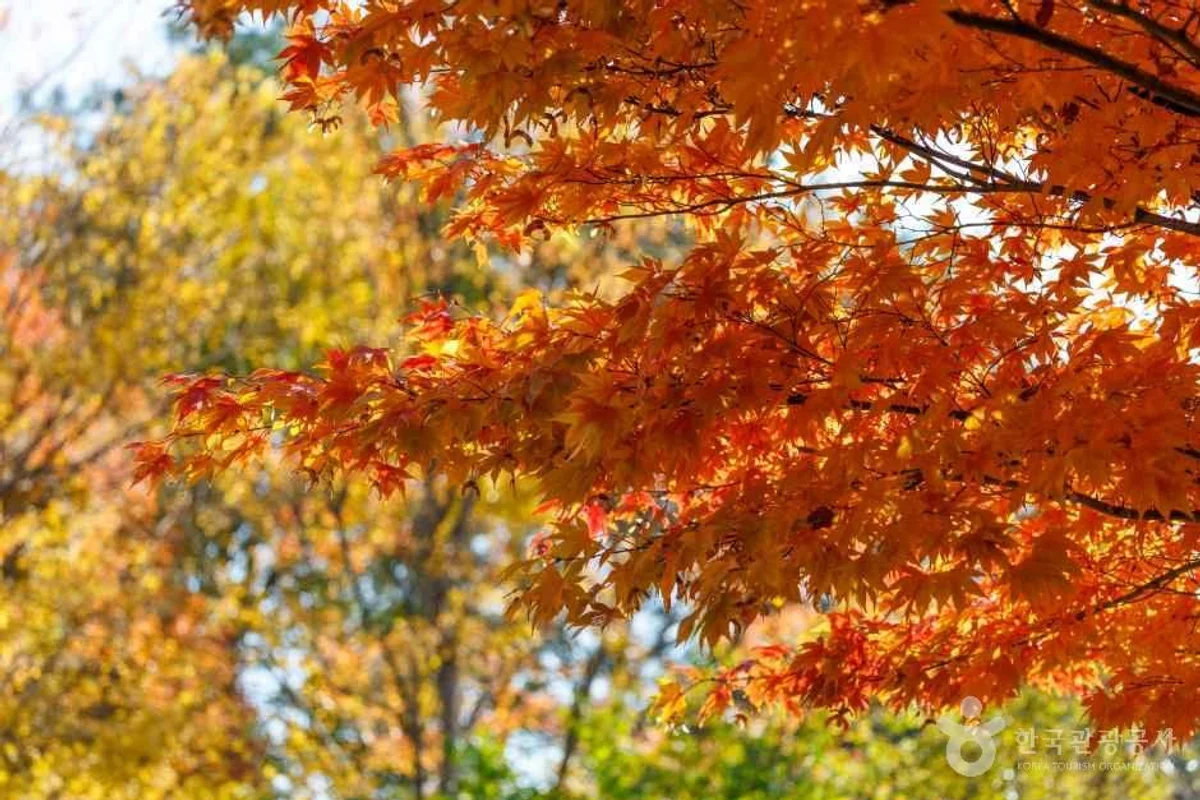 백운산치유의숲 - 광양시수목원 여행