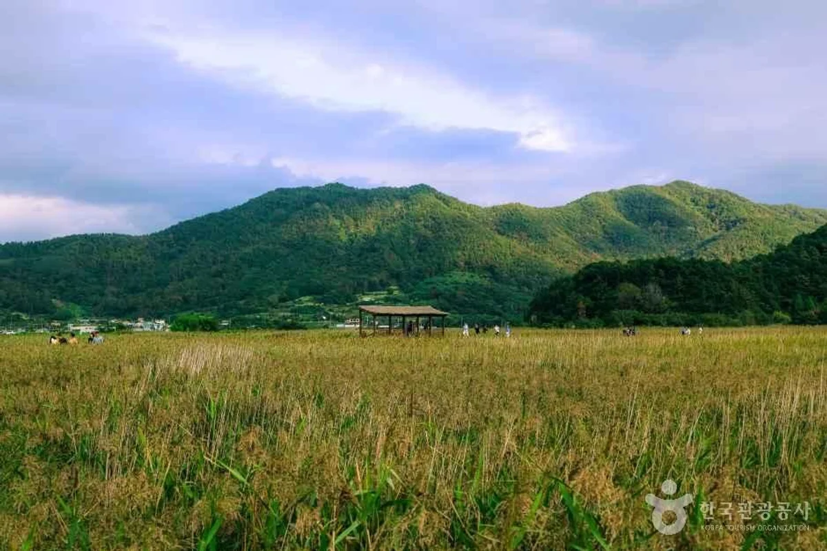 순천만습지 - 순천여행 여행